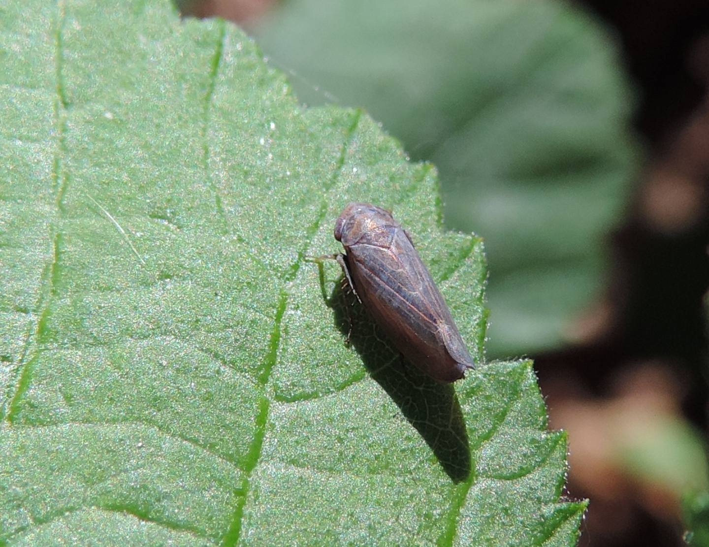 Cicadellidae da identificare