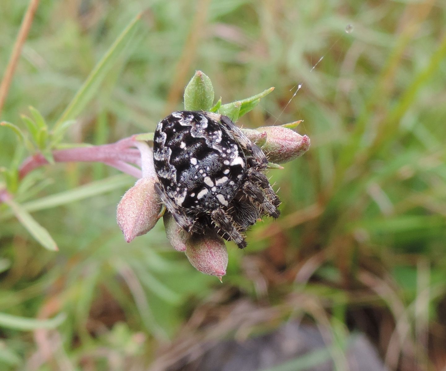 Araneus diadematus?