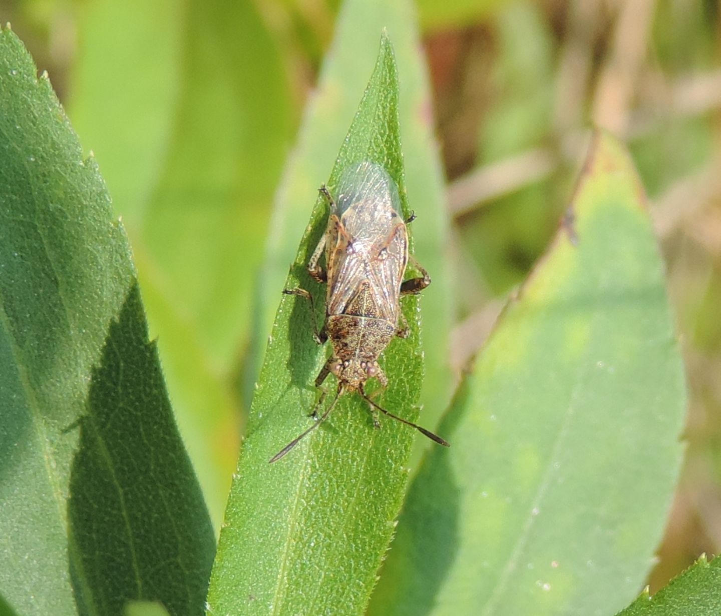 Stictopleurus punctatonervosus?