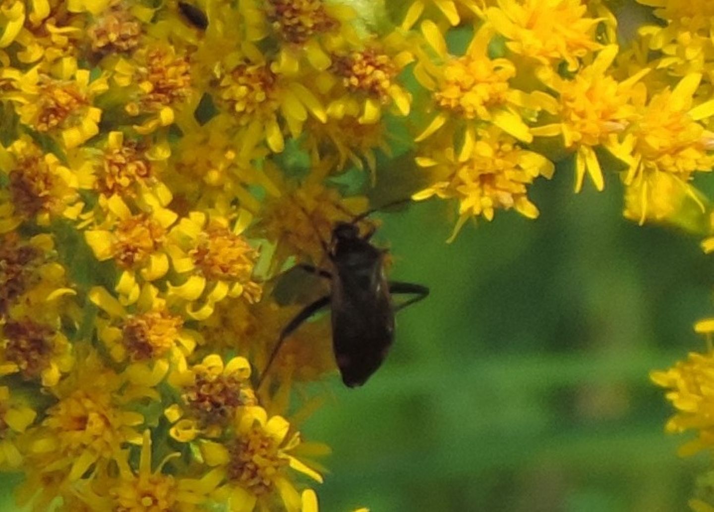 Miridae da identificare