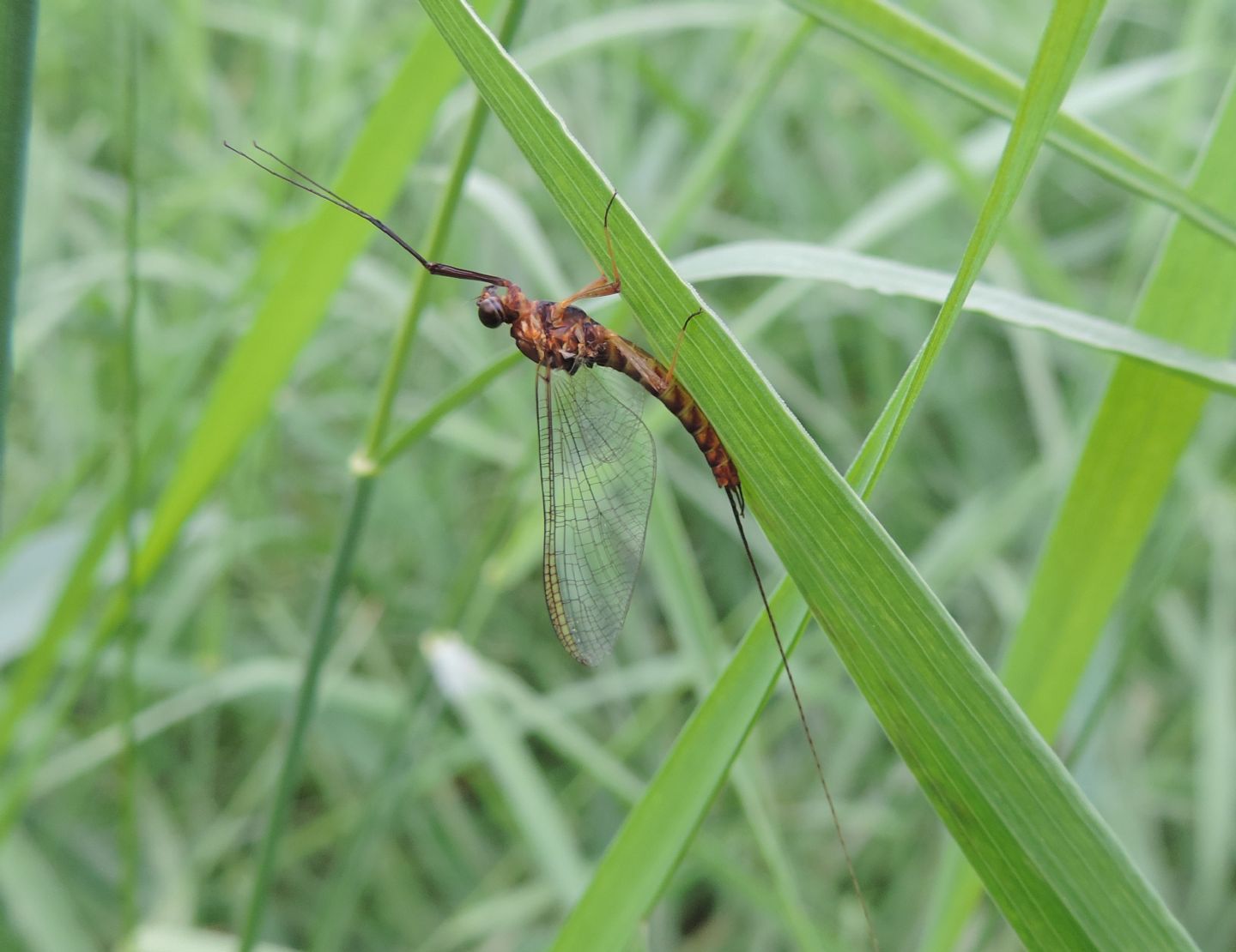 Ecdyonurus? Ecdyonurus sp. imago male