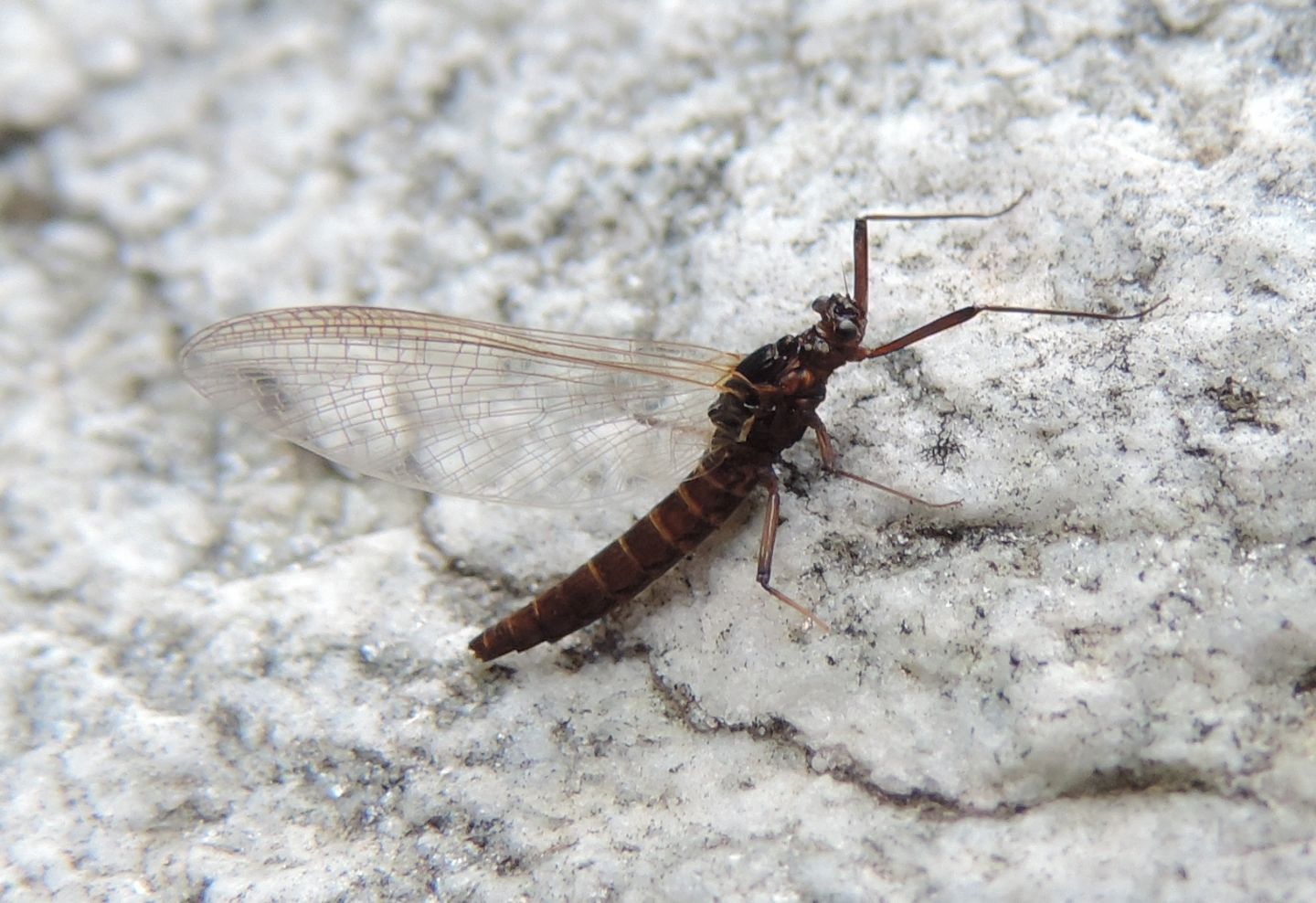 Baetidae? Habroleptoides sp. imago female