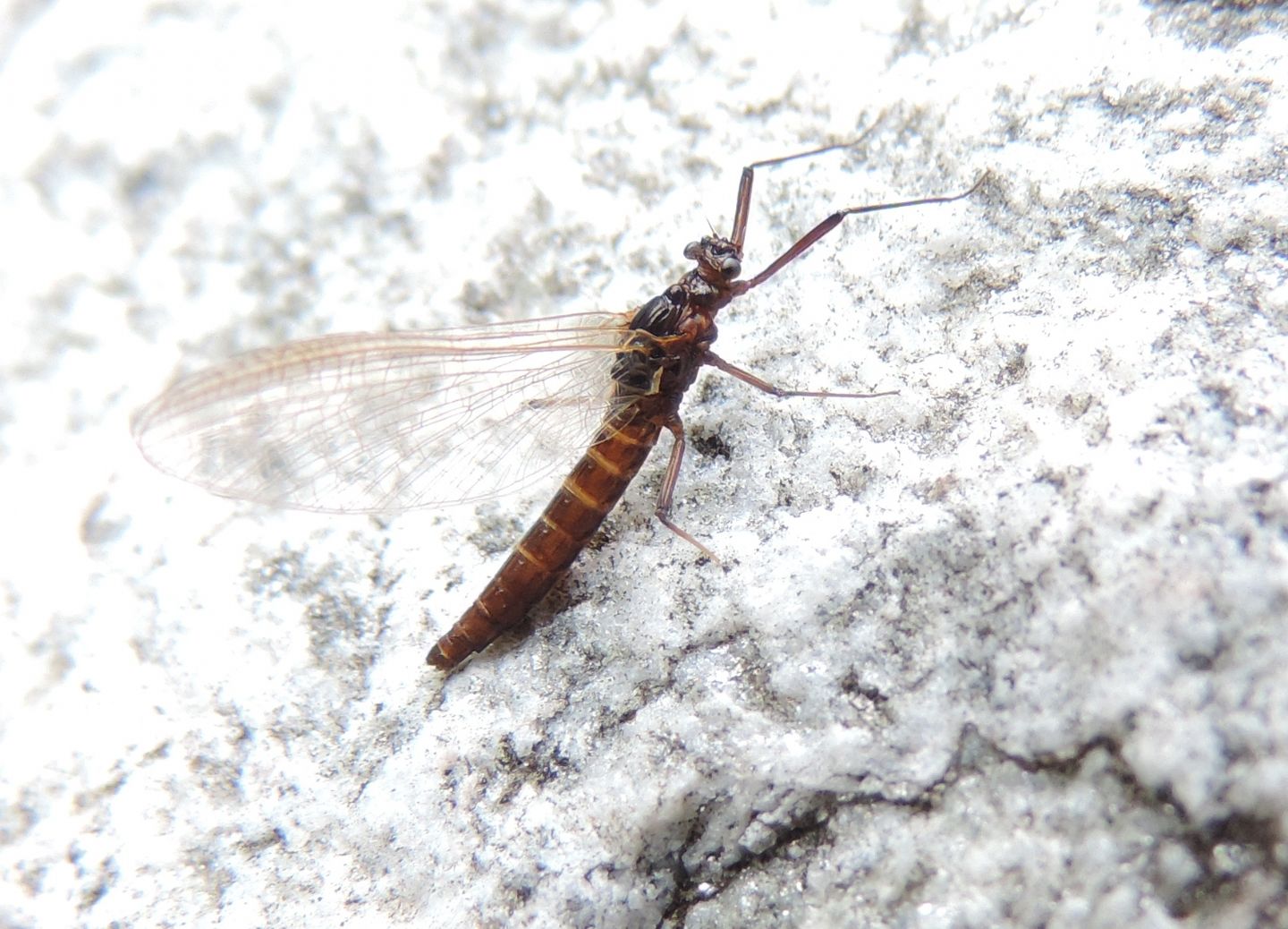 Baetidae? Habroleptoides sp. imago female