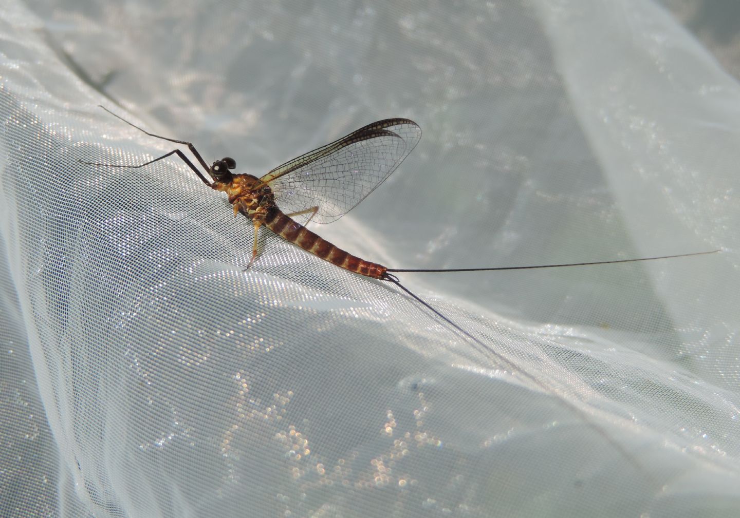 Ecdyonurus? Ecdyonurus sp. imago male