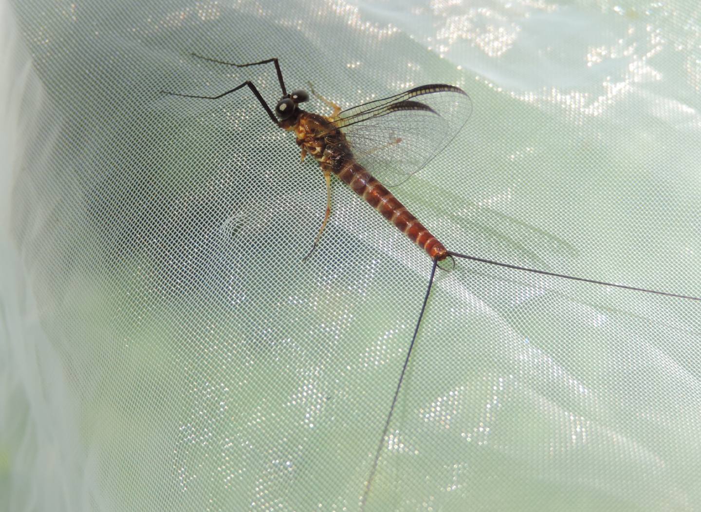 Ecdyonurus? Ecdyonurus sp. imago male