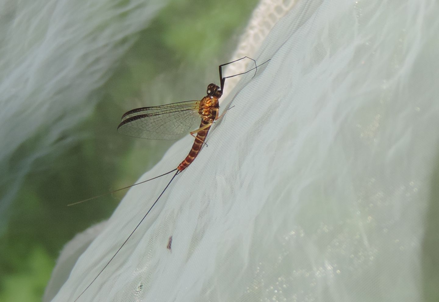 Ecdyonurus? Ecdyonurus sp. imago male