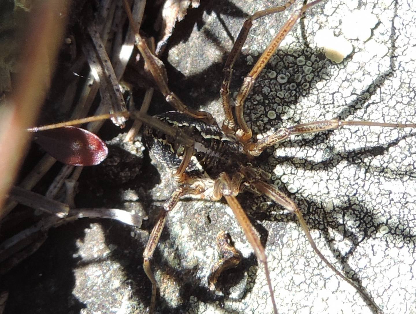 Phalangiidae d''alta quota da identificare