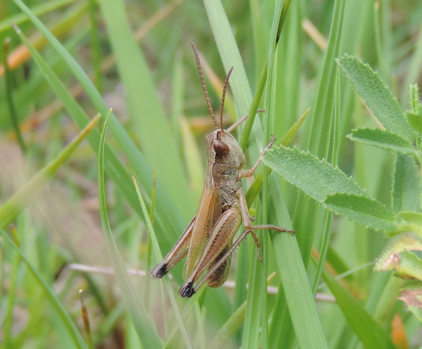 Pseudochorthippus parallelus?