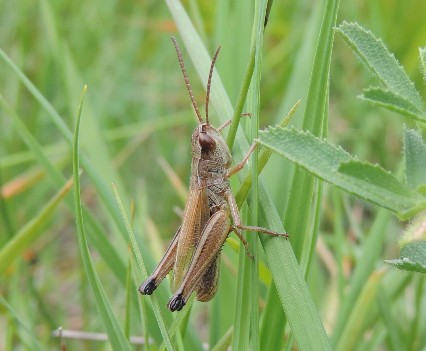 Pseudochorthippus parallelus?