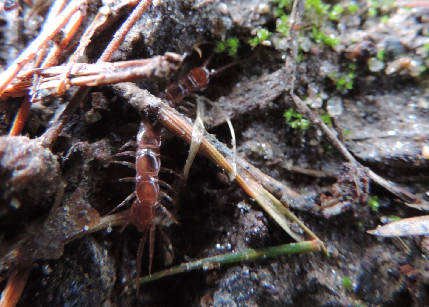 Lithobius?