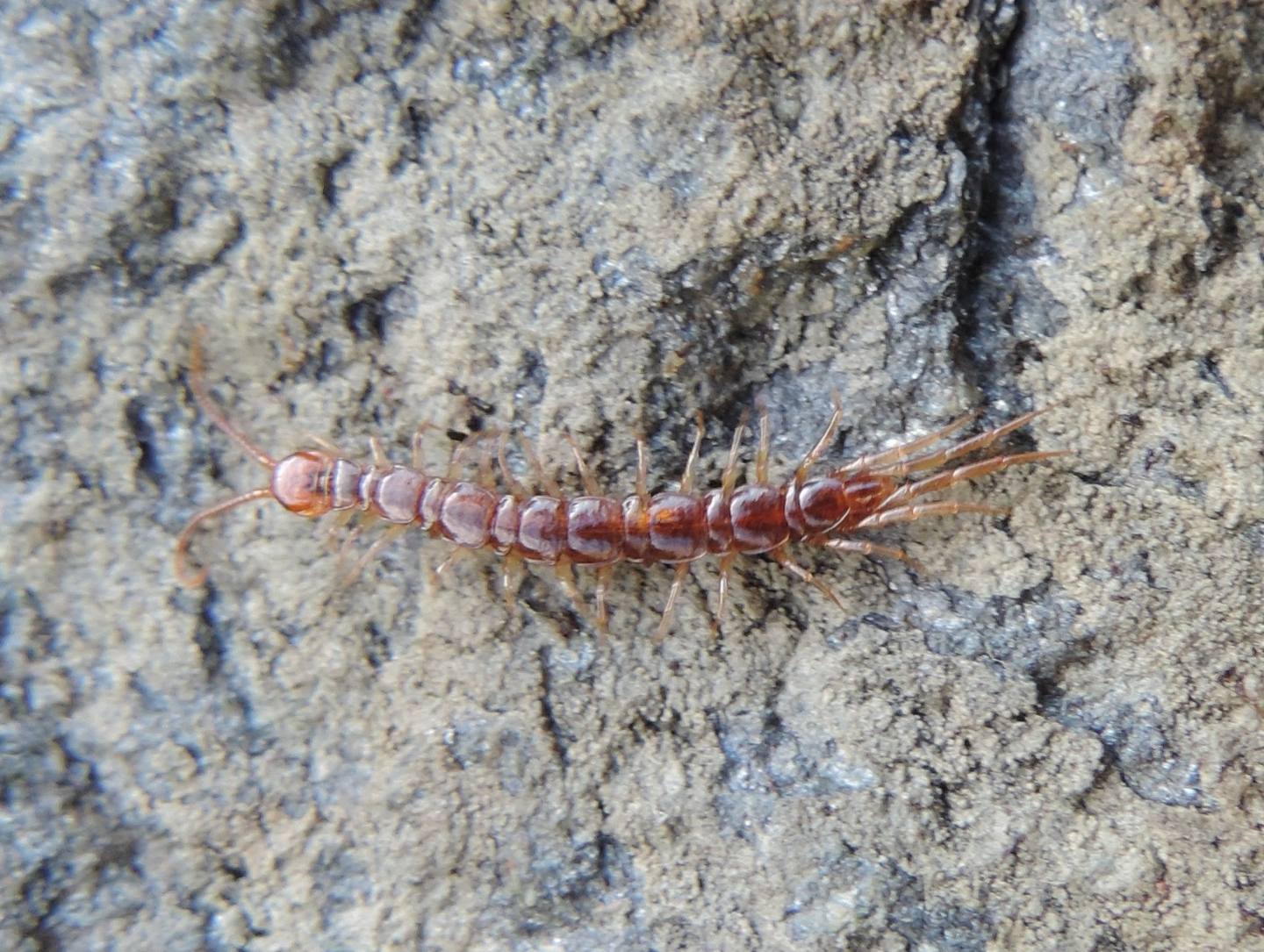 Lithobius?