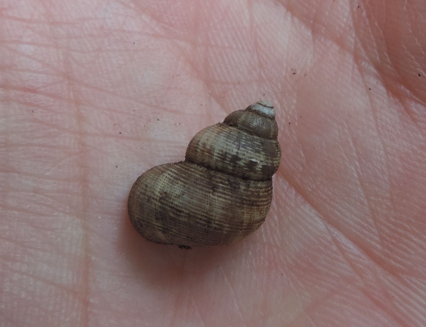 Pomatias elegans?