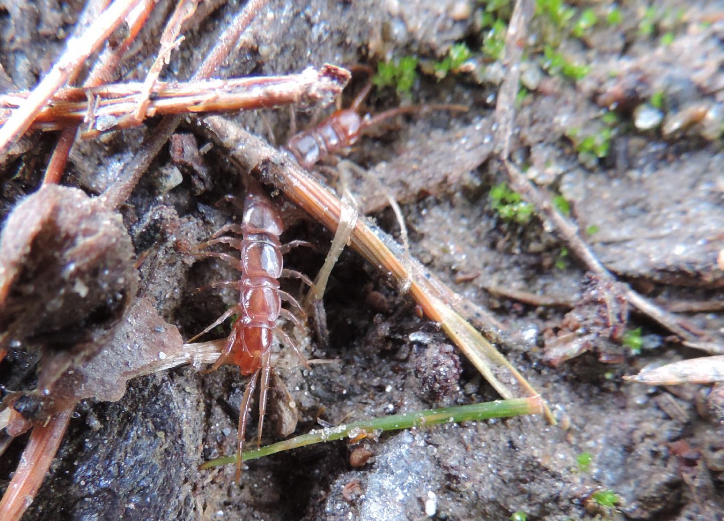 Lithobius?