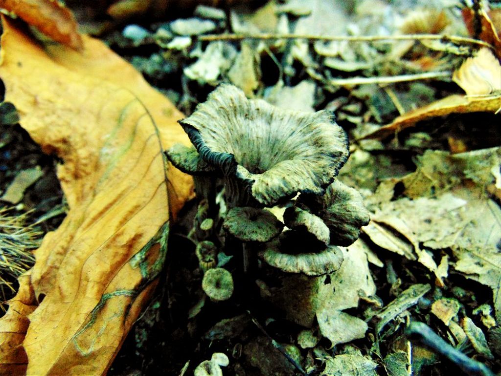 fungo da determinare