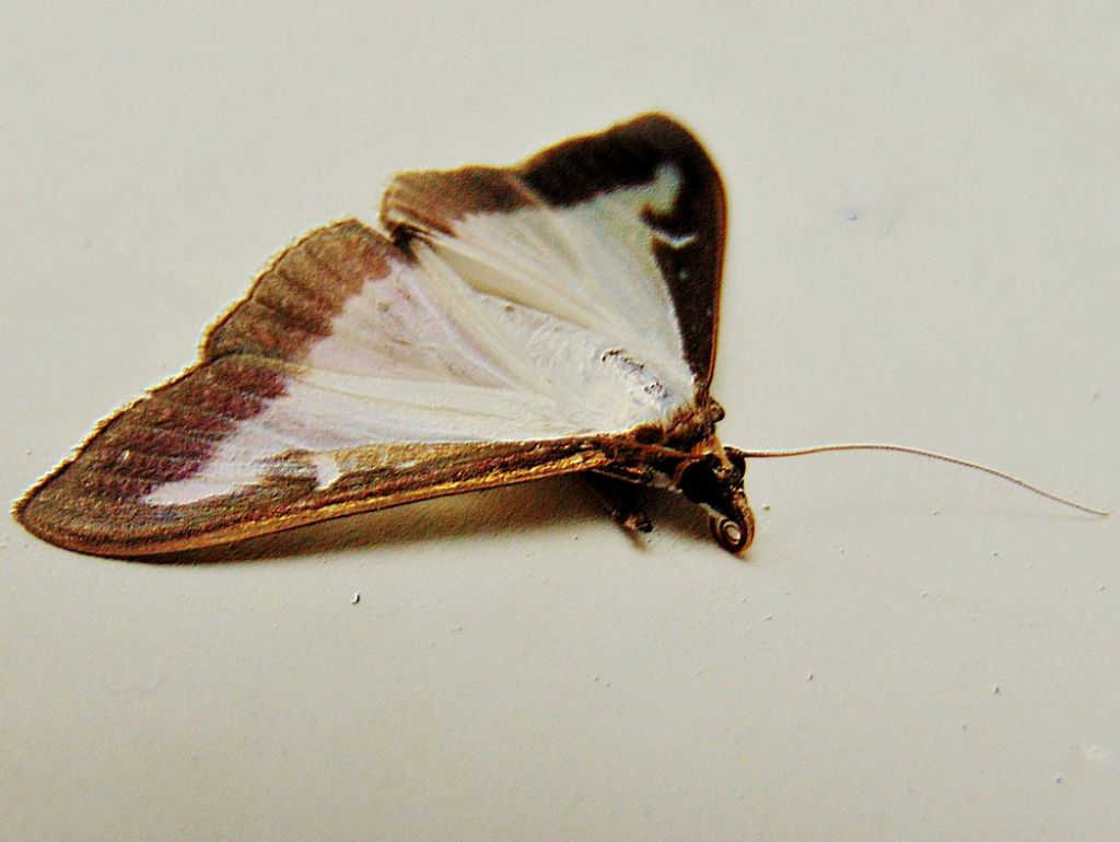 Cydalima perspectalis (Crambidae)