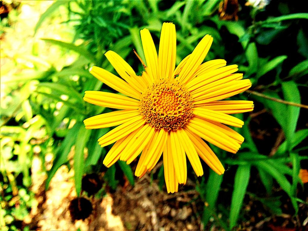 Buphtalmum salicifolium (Asteraceae)