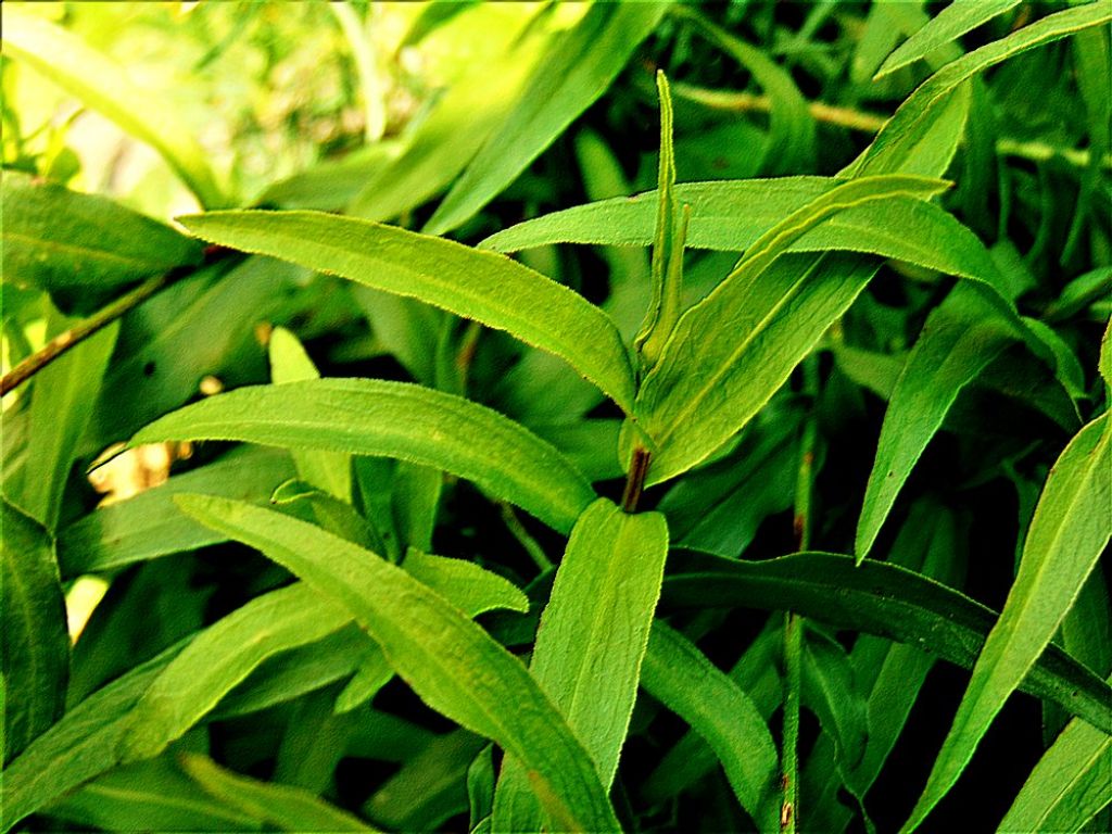 Buphtalmum salicifolium (Asteraceae)