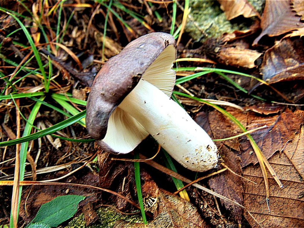 russula da id