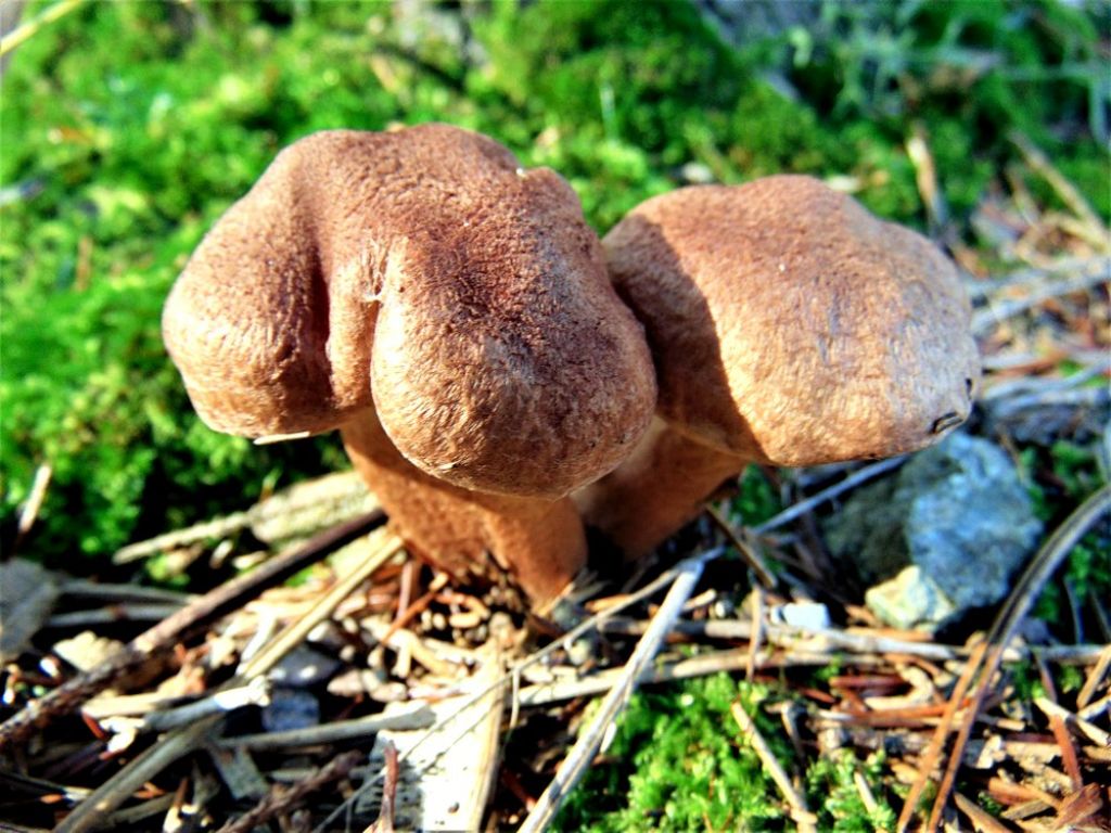 fungo da determinare