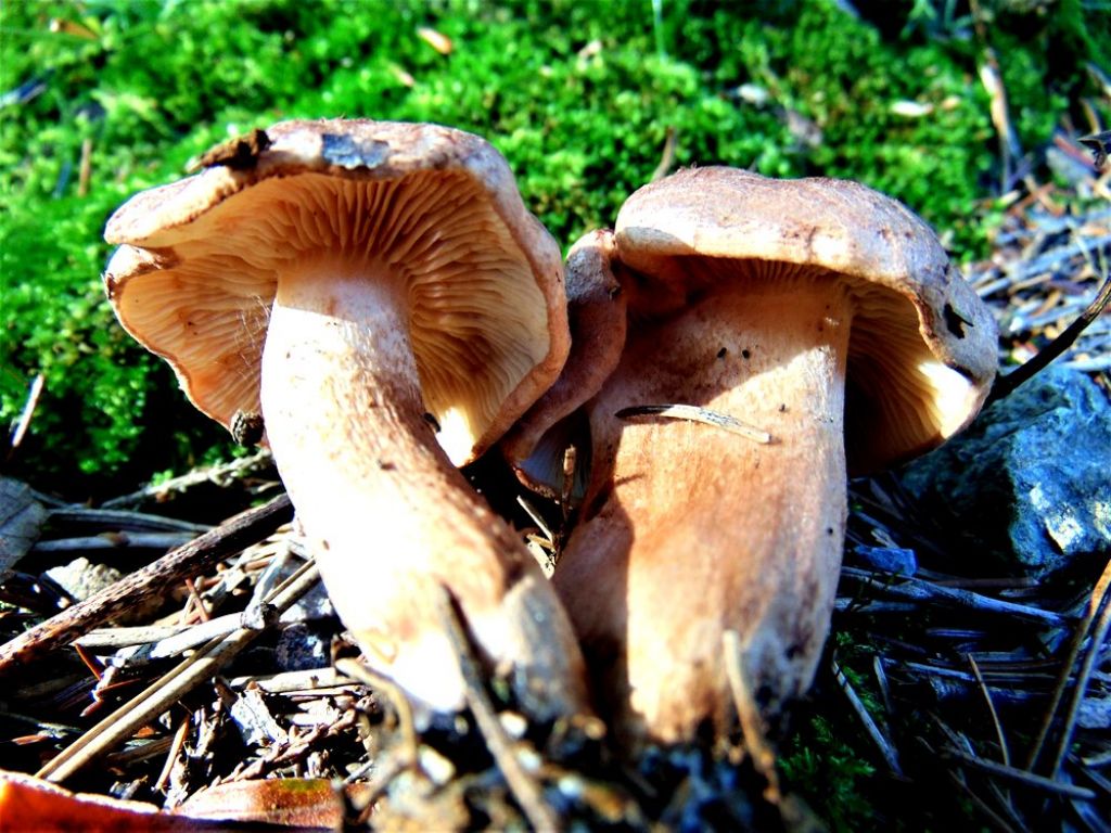 fungo da determinare