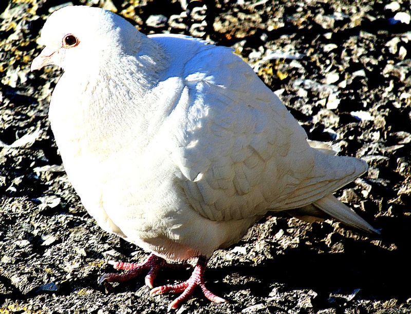 Piccione domestico (Columba livia domestica)