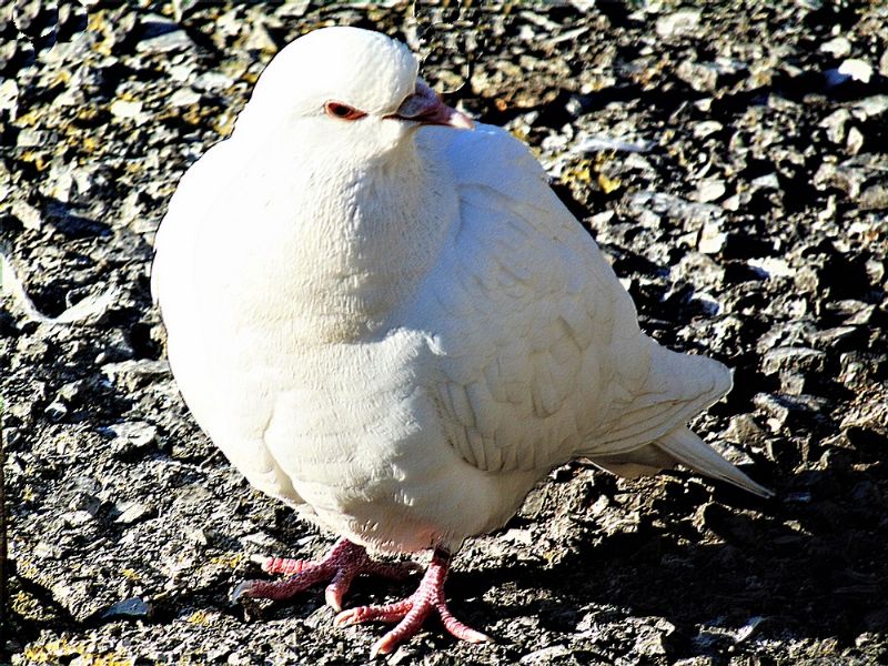 Piccione domestico (Columba livia domestica)