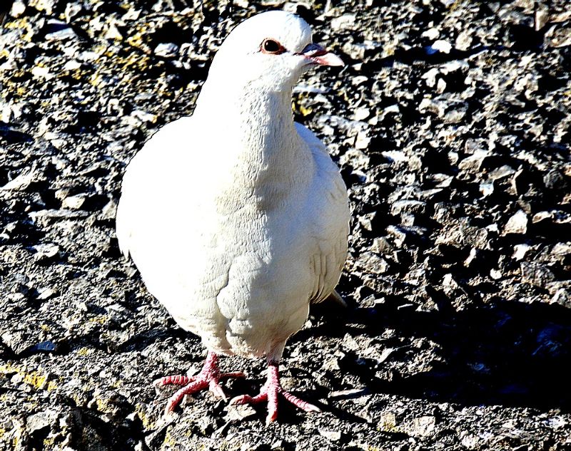 Piccione domestico (Columba livia domestica)