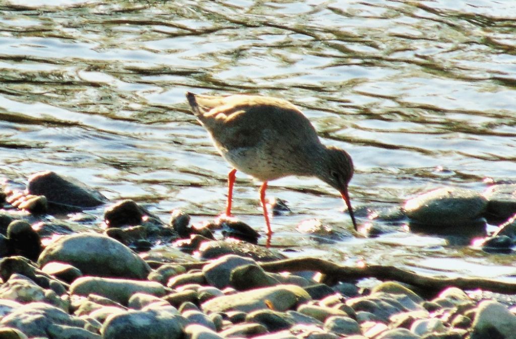 Pettegola (Tringa totanus)