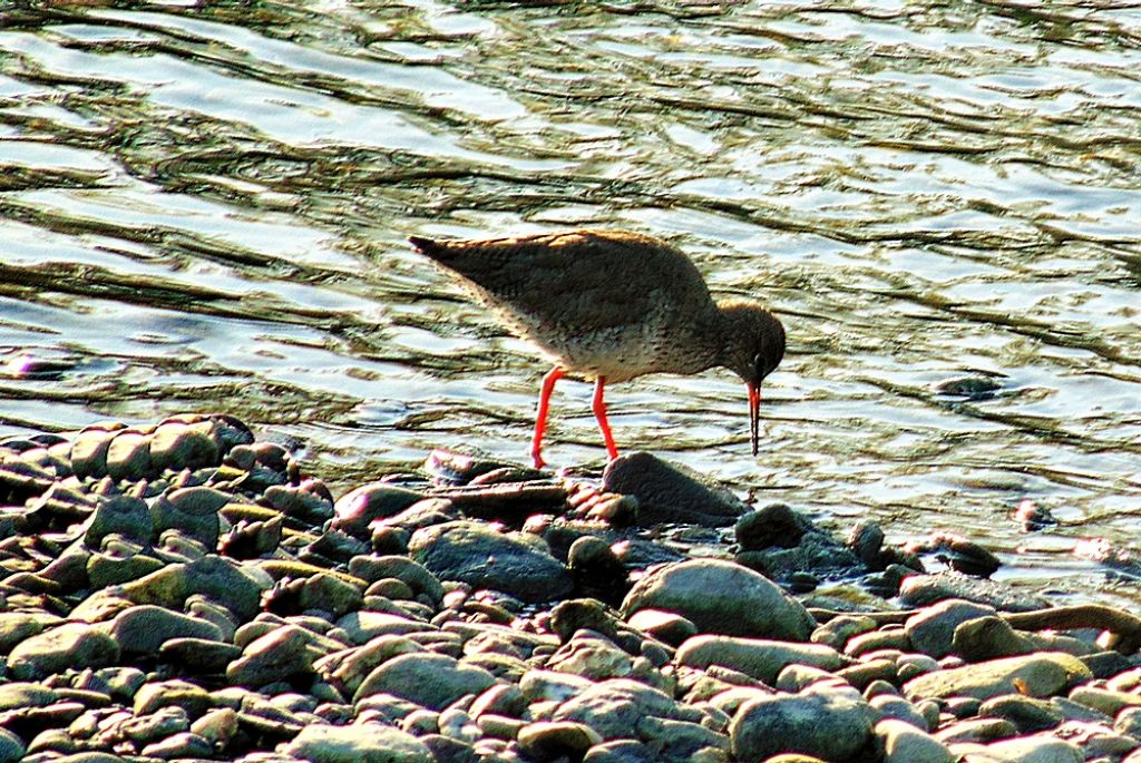 Pettegola (Tringa totanus)