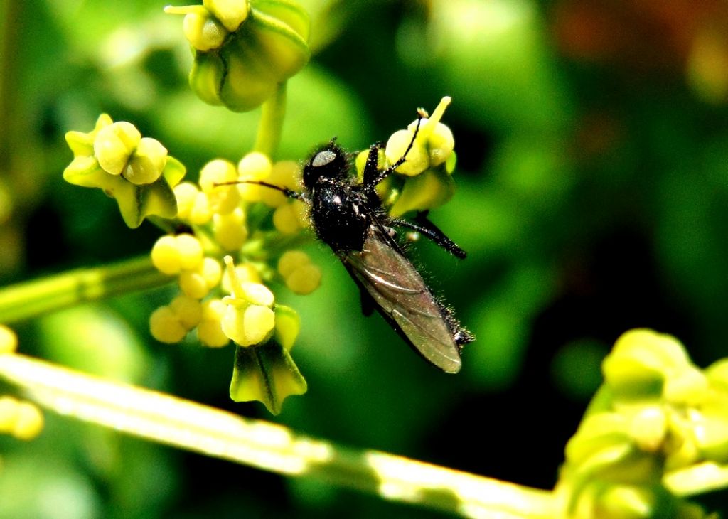 Bibionidae: Bibio sp.