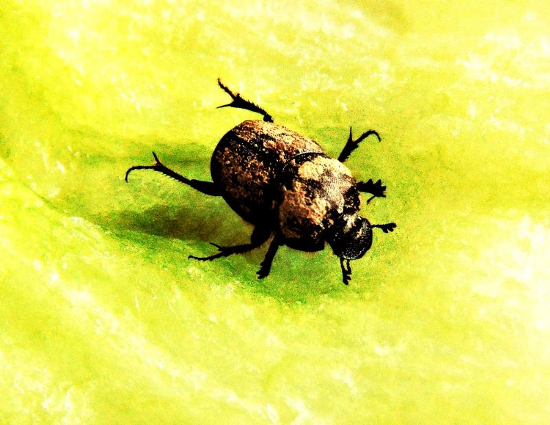 Scarabaeidae: Onthophagus lemur