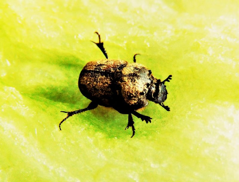 Scarabaeidae: Onthophagus lemur