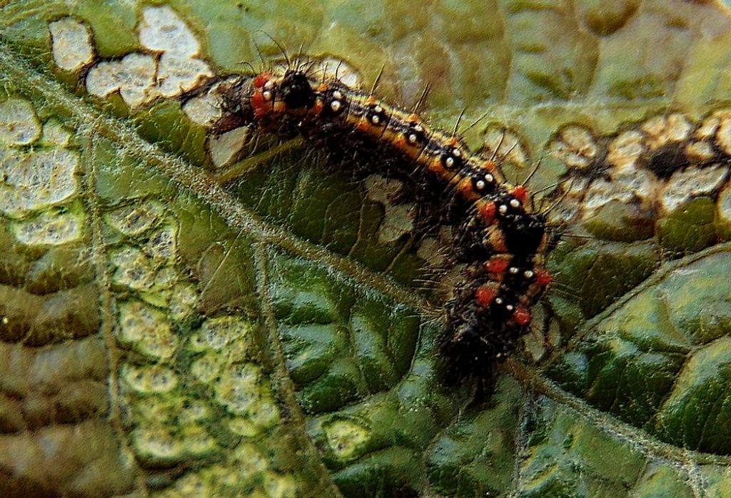 bruco di Clostera anastomosis (Notodontidae)