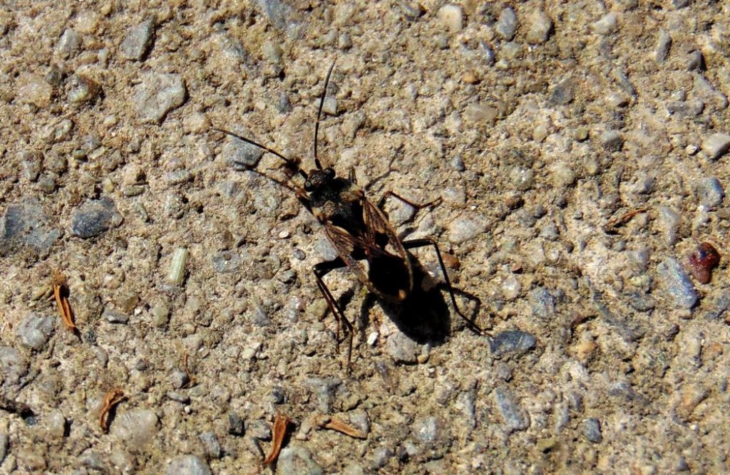 Lygaeidae: Rhyparochromus vulgaris