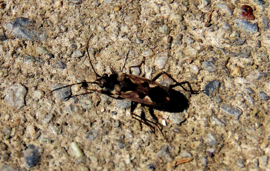 Lygaeidae: Rhyparochromus vulgaris