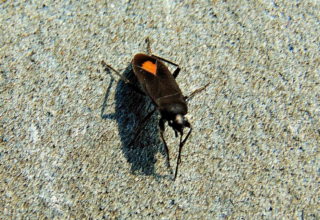 Lygaeidae: Aphanus rolandri