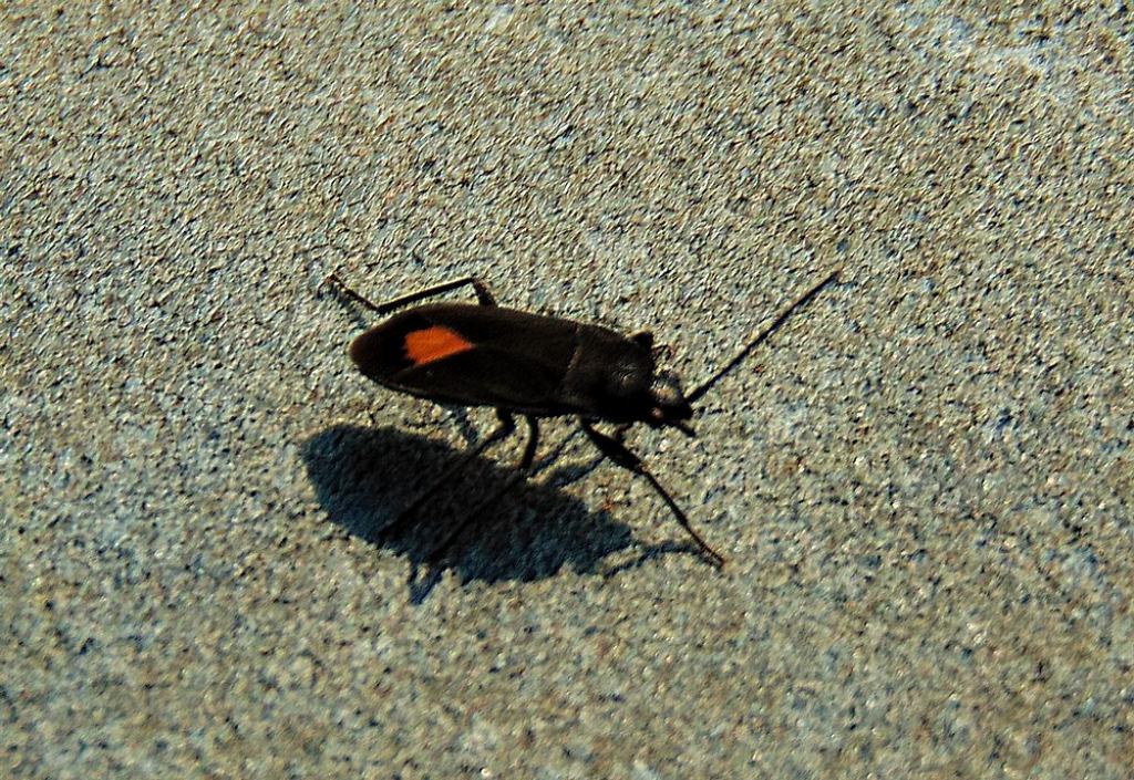 Lygaeidae: Aphanus rolandri