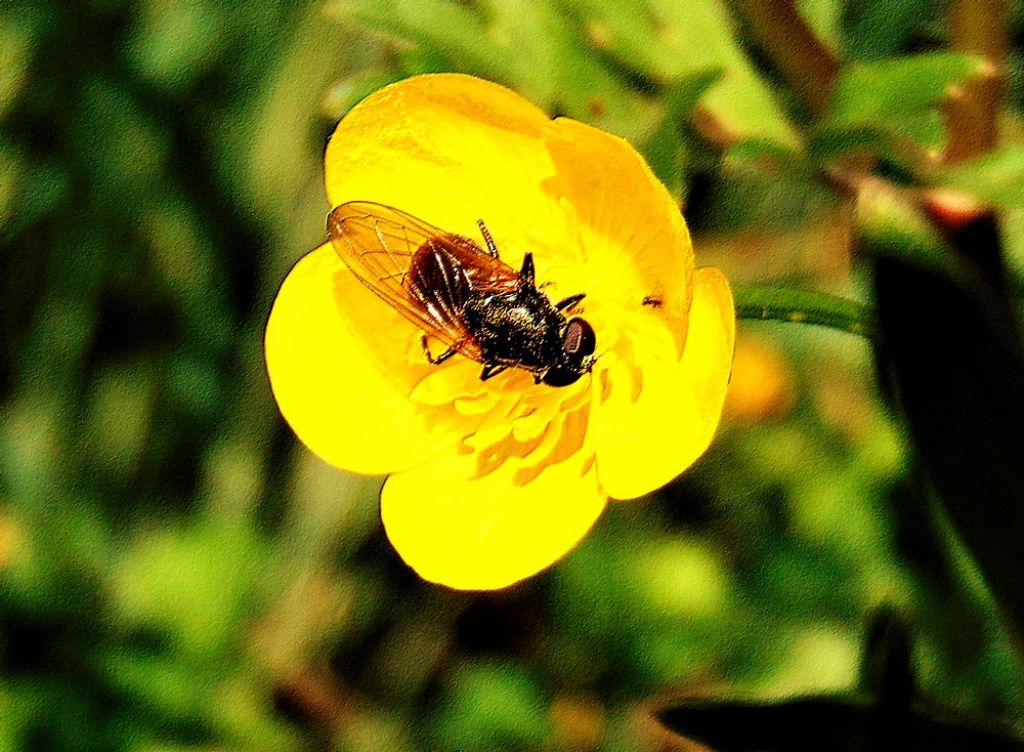 Syrphidae da id