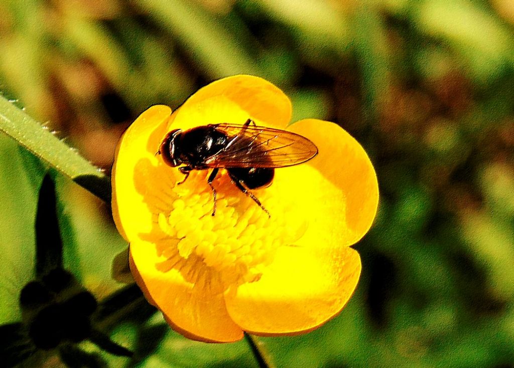 Syrphidae da id