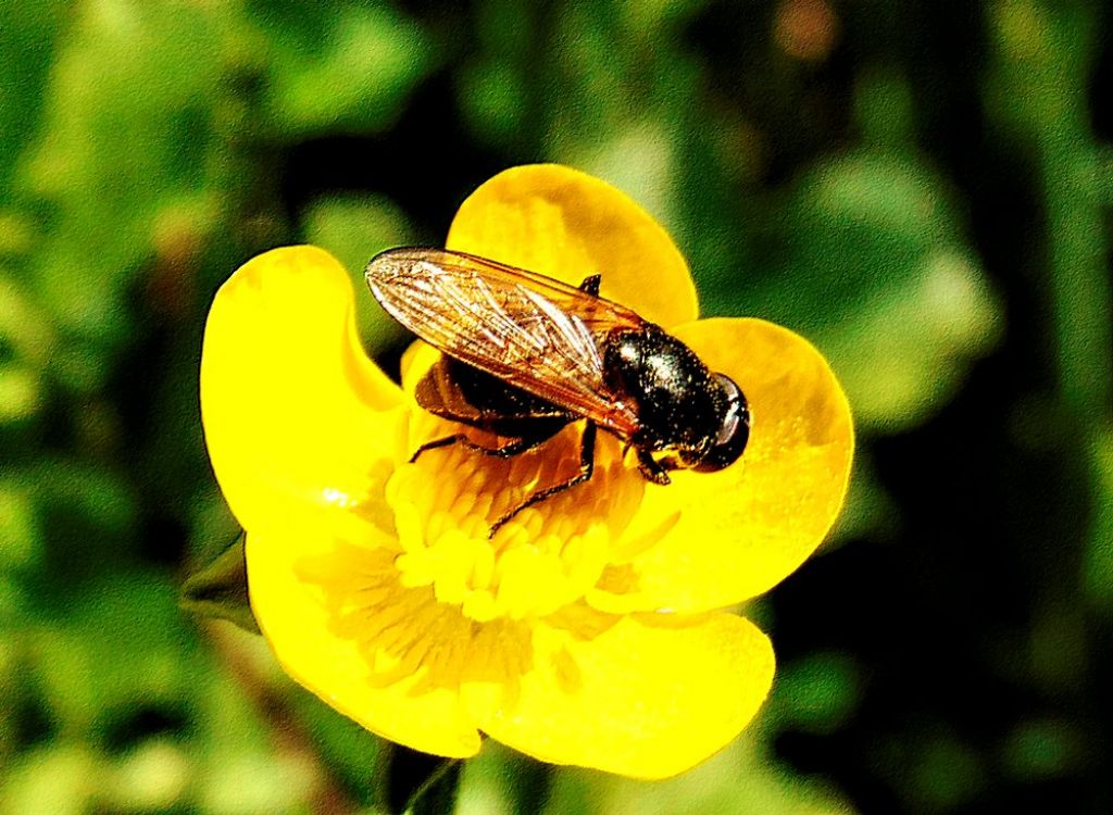 Syrphidae da id