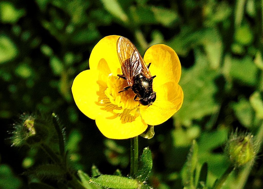 Syrphidae da id