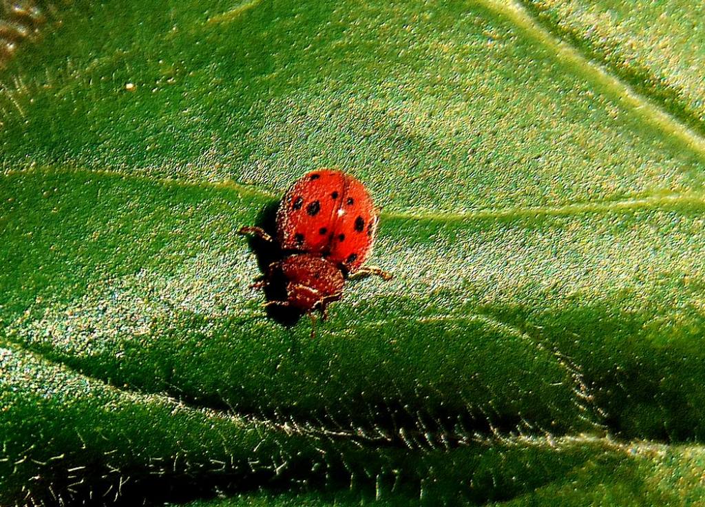 Coccinellidae: Subcoccinella vigintiquatuorpunctata