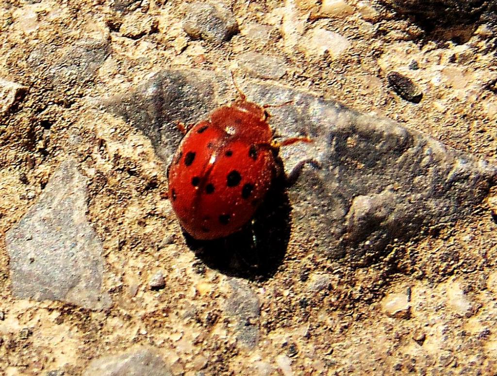 Coccinellidae: Subcoccinella vigintiquatuorpunctata