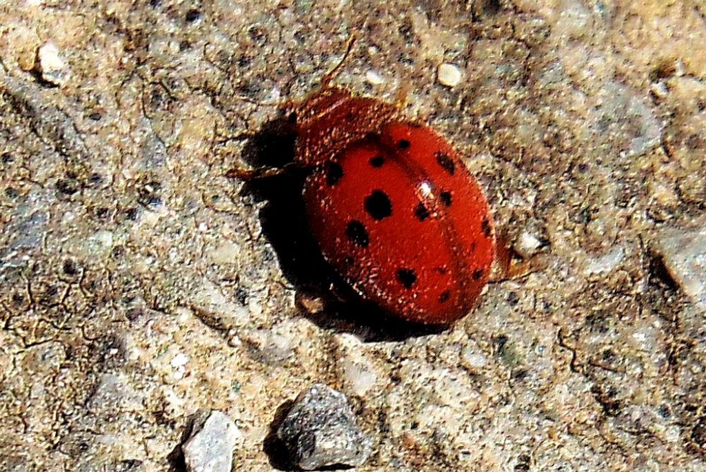 Coccinellidae: Subcoccinella vigintiquatuorpunctata