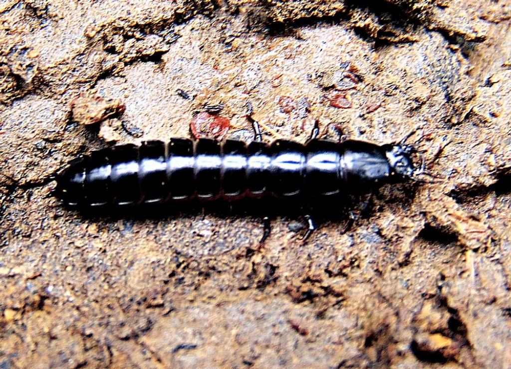 da id:  larva di Carabidae