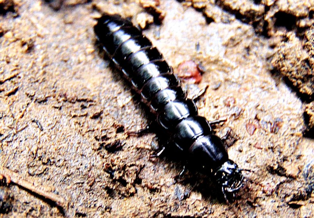 da id:  larva di Carabidae