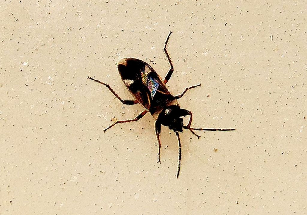 Lygaeidae: Raglius alboacuminatus