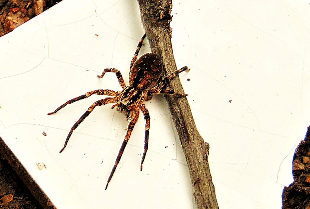 zoropsis spinimana - Bolzaneto (GE)
