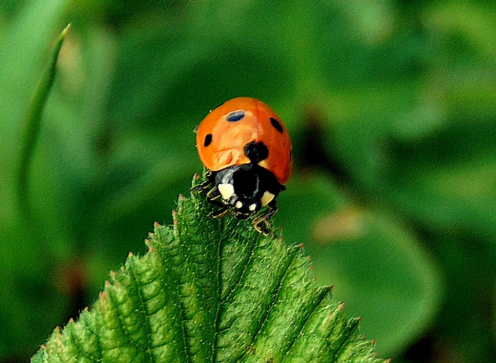 Coccinellidae: Coccinella septempunctata