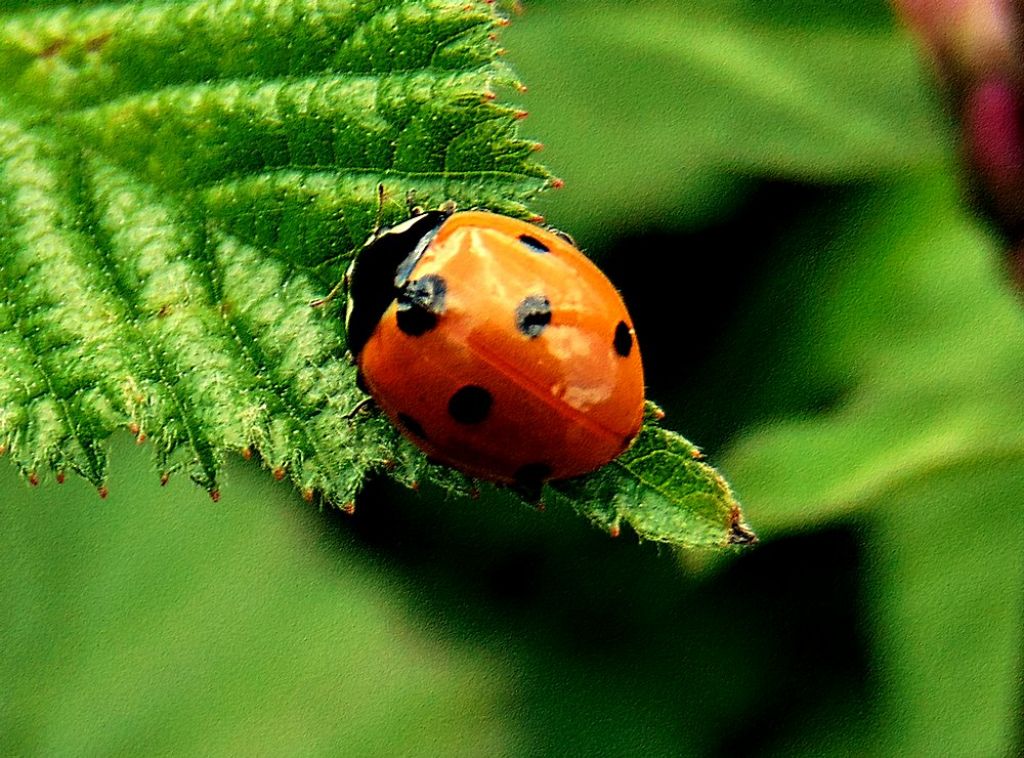 Coccinellidae: Coccinella septempunctata